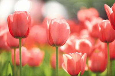 tulip_20140415_03.jpg