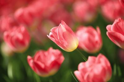tulip_20140415_04.jpg