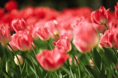 tulip_20140415_05.jpg