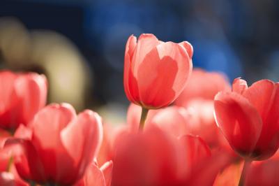 tulip_20140415_06.jpg