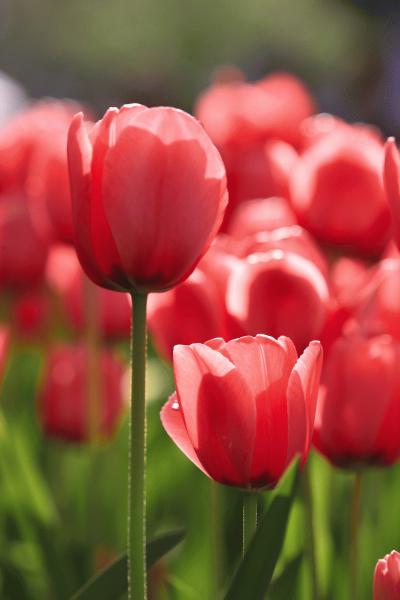 tulip_20140415_07.jpg