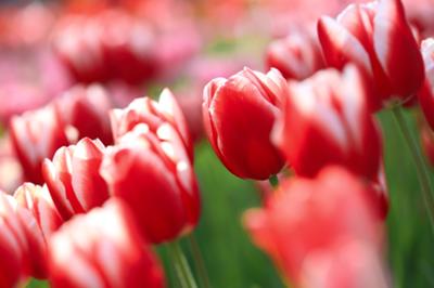 tulip_20140415_08.jpg