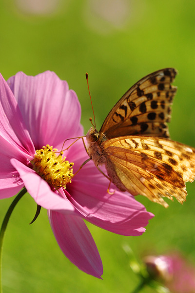 cosmos