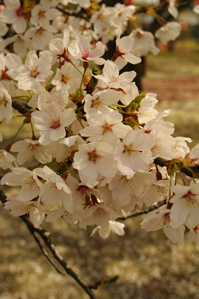 桜