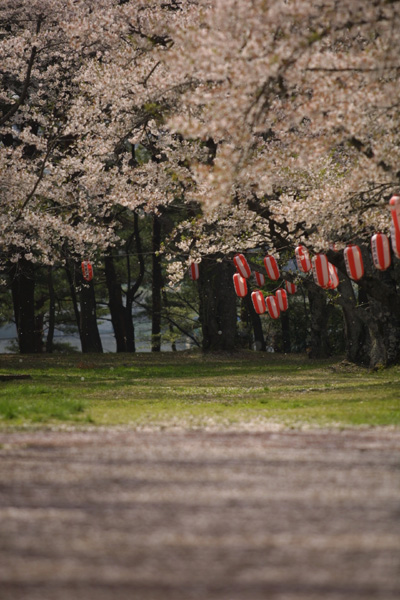 桜・2002