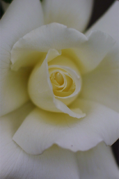 薔薇 その1