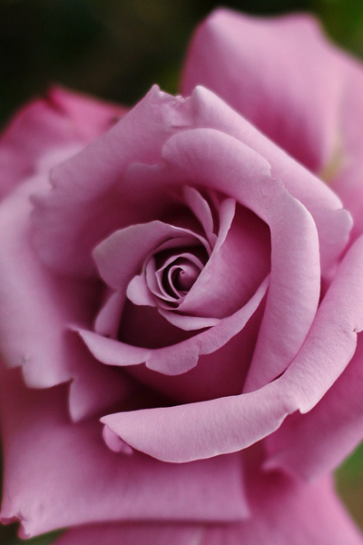 薔薇 その3