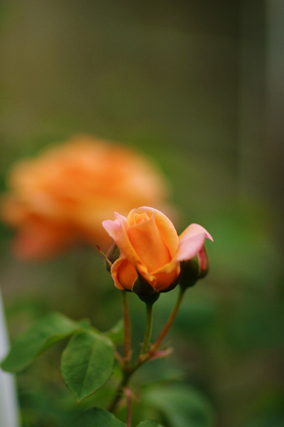 薔薇 その4