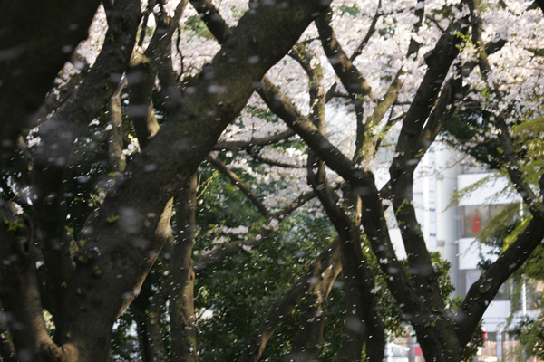 新宿御苑 その3