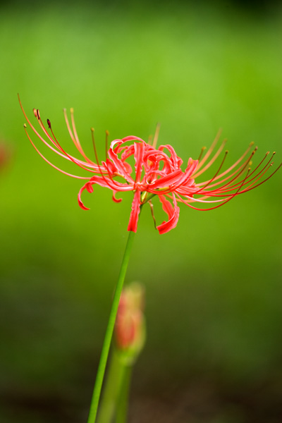 彼岸花 その1