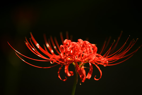 彼岸花 その2
