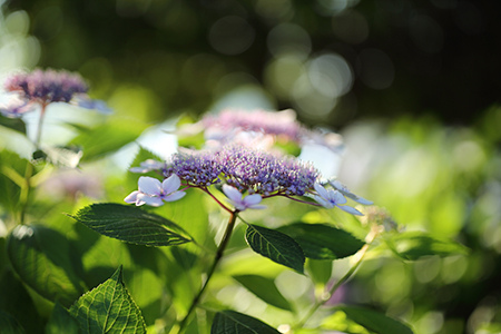 hydrangea_20140615.jpg