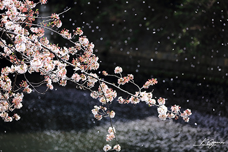 sakura2016_20160419_0001.jpg