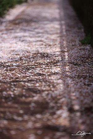 sakura2016_20160419_0002.jpg