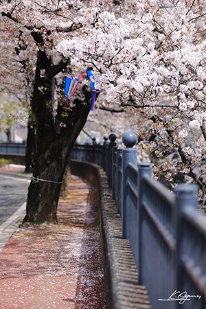 sakura2016_20160419_0003.jpg