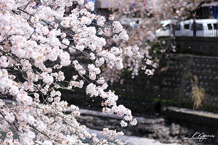 sakura2016_20160419_0004.jpg