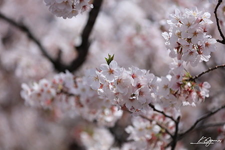 sakura2016_20160419_0005.jpg