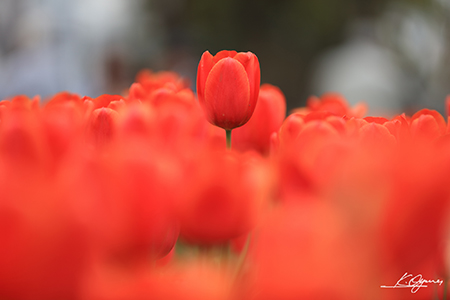 tulip2016a_20160410_0001.jpg