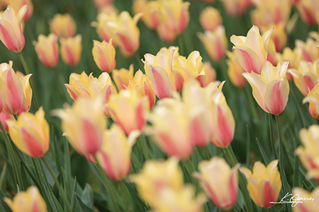tulip2016a_20160410_0002.jpg