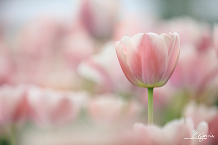 tulip2016a_20160410_0003.jpg