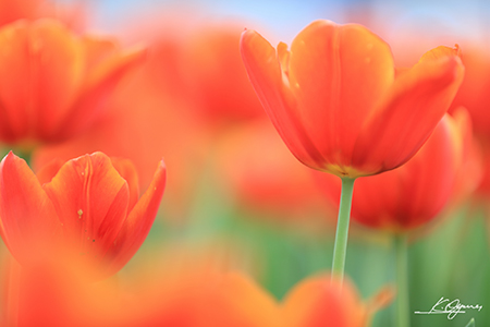 tulip2016a_20160410_0004.jpg
