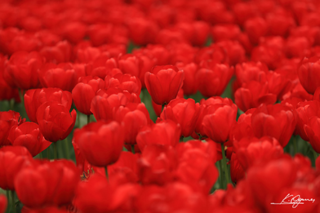 tulip2016a_20160410_0005.jpg