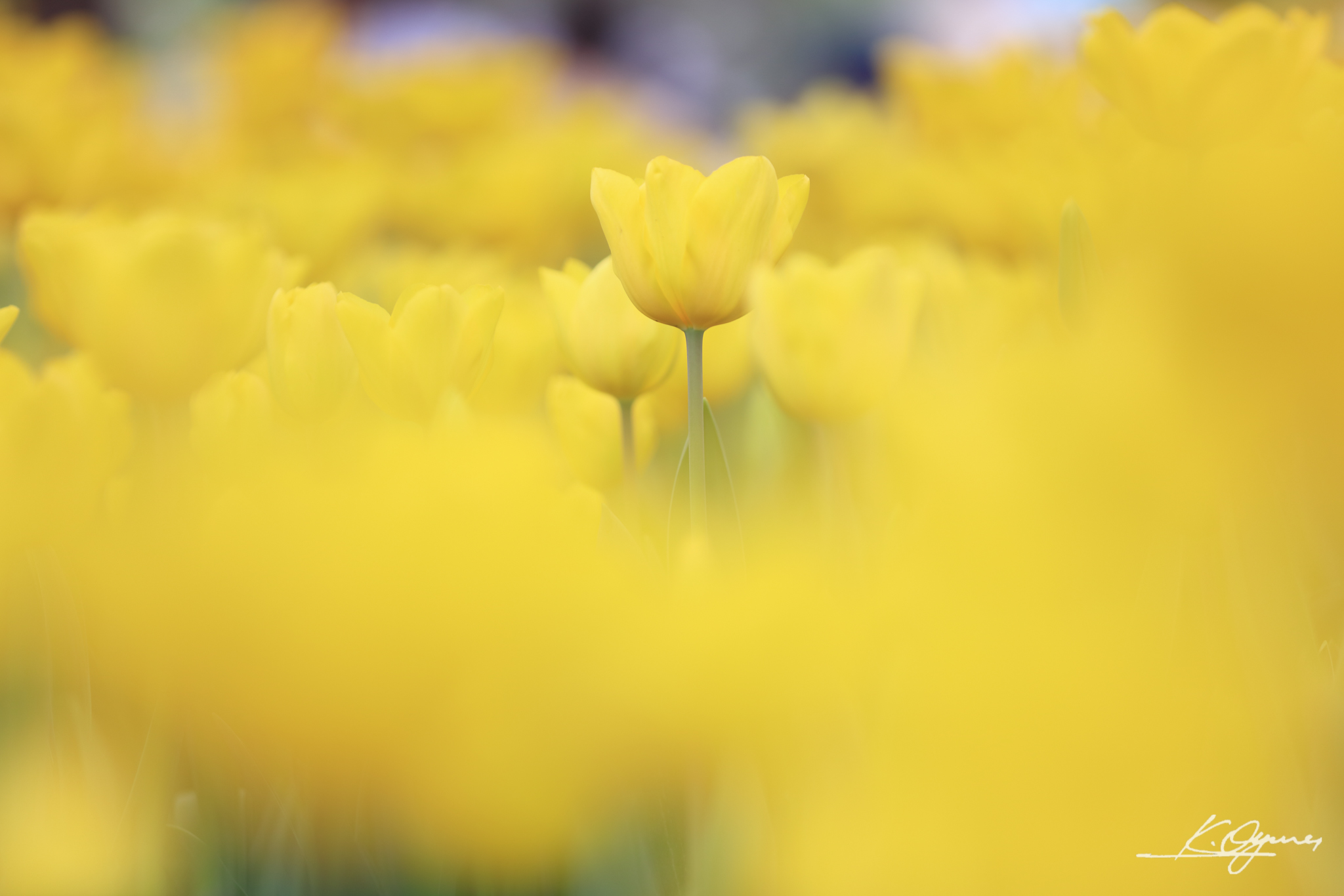 tulip2016a_20160410_0006.jpg