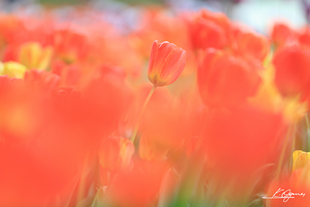 tulip2016a_20160410_0007.jpg