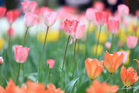 tulip2016a_20160410_0008.jpg