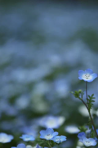 Kurihama